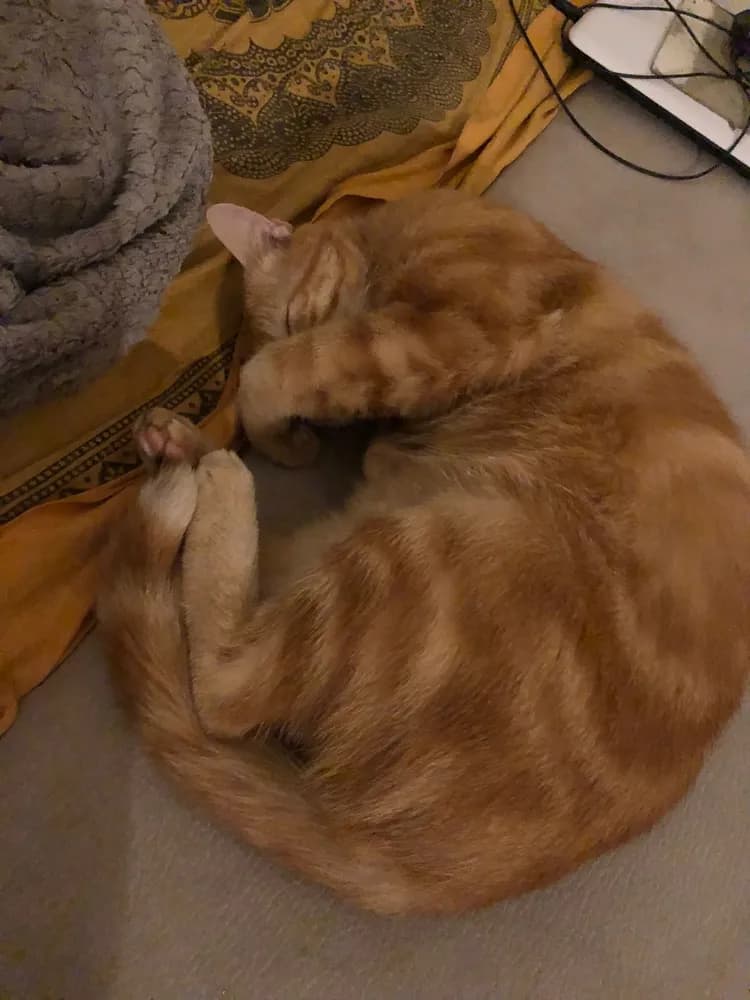 Profil de Ayman, 28 ans, Plan cul à Says (Grisons)