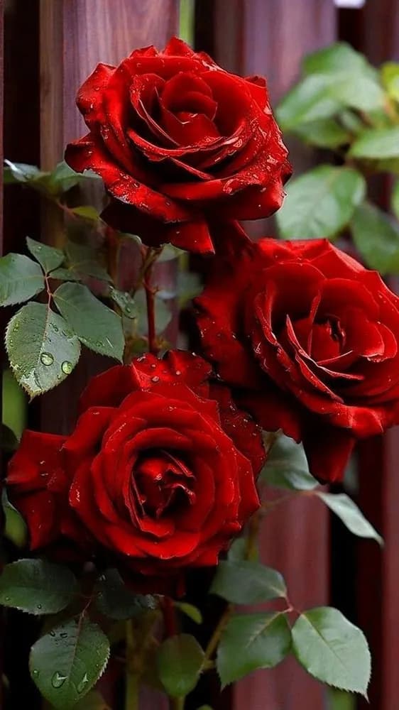 Profil de Djulian, 31 ans, Plan cul à Eclépens (Vaud)