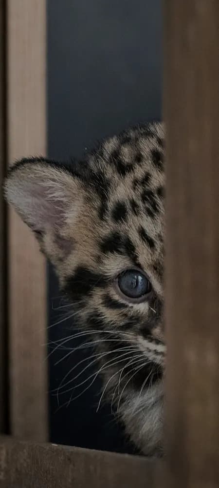 Profil de Taha, 34 ans, Plan cul à Oleyres (Vaud)